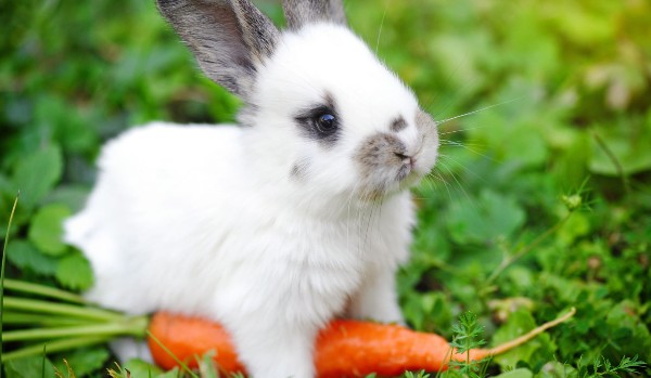 Opowiadanie o Króliku #1