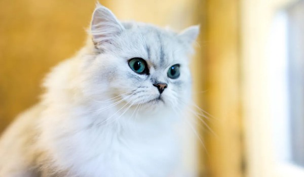 Ocenianie profilu Bardzo.Niebezpieczny.Komar2137