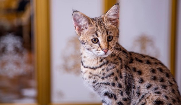 Ocenianie Profili – Zapisy