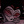 _Stolas_