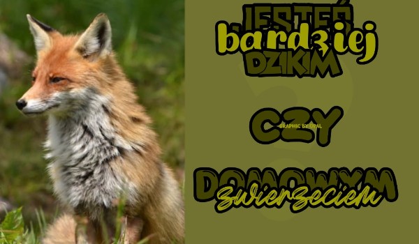 Jesteś bardziej dzikim czy domowym zwierzęciem?