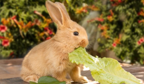 Test wiedzy o królikach