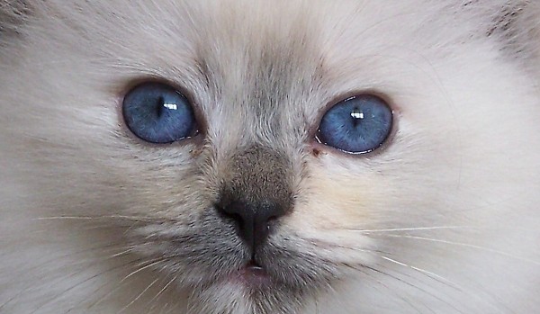 test wiedzy o wojownicy uderzenie pioruna