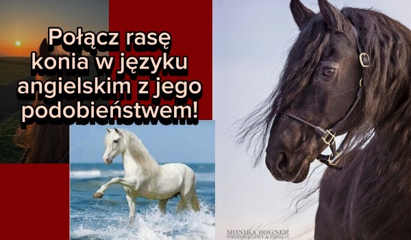 Połącz rasę konia w języku angielskim z jego podobieństwem!