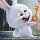 .bunny.
