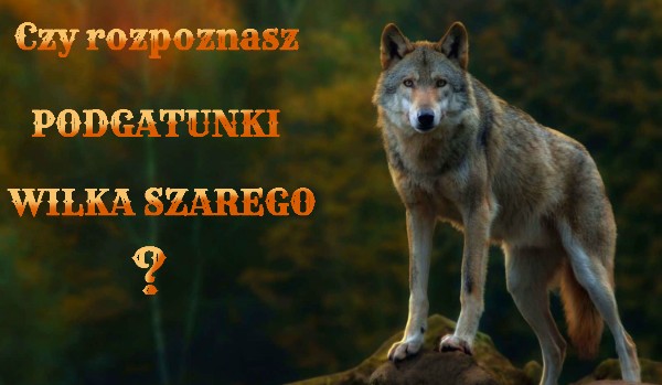 Czy rozpoznasz podgatunki wilka szarego?