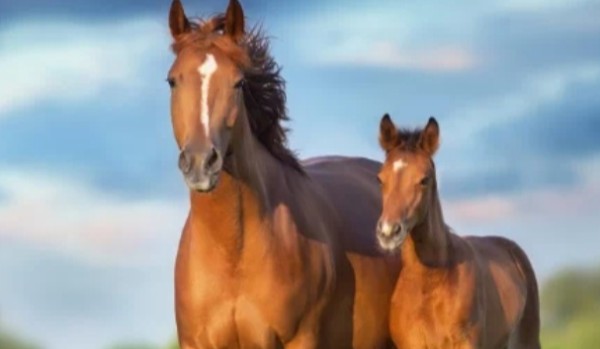 Stwórz swojego konia!