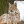 Lynx_011