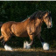 horsi31.sonia