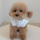 Maltipoo.