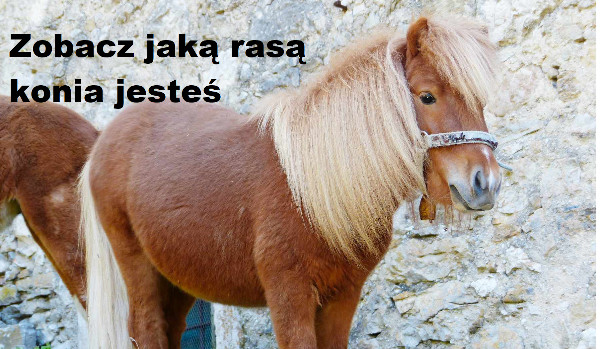 Zobacz jaką rasą konia jesteś