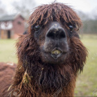 Lama_jest_sama