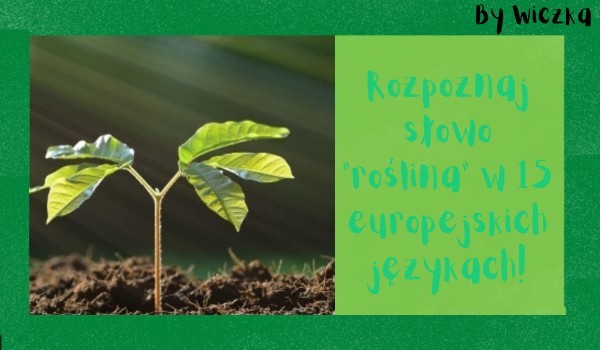 Rozpoznaj słowo „roślina” w 15 europejskich językach!