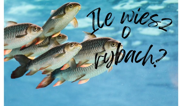 Ile wiesz o rybach?