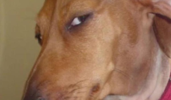 Jak bardzo jesteś sus?