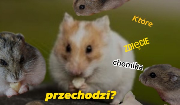 Które zdięcie chomika przechodzi?