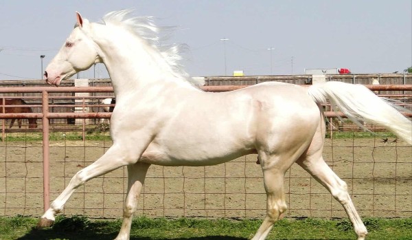 Test o koniach z okazji dnia konia