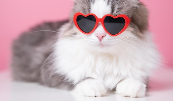 Czy masz na swoim avatarze kota ?