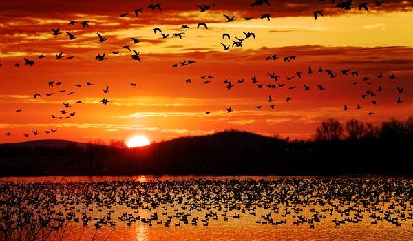 Ptaki naszej okolicy