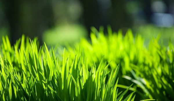 Czy zgadniesz słowo Trawa w różnych językach ?