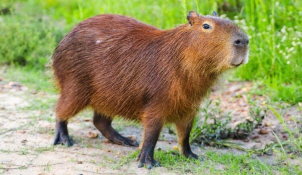 Ocenianie profilu @Polski..SIGMA