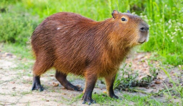 Ocenianie Profili – Zapisy