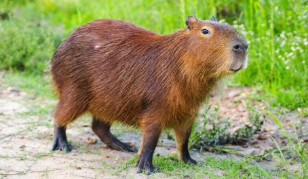 Ocenianie profilu @szafapikiel