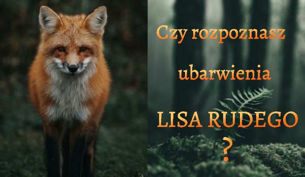 Czy rozpoznasz ubarwienia lisa rudego?