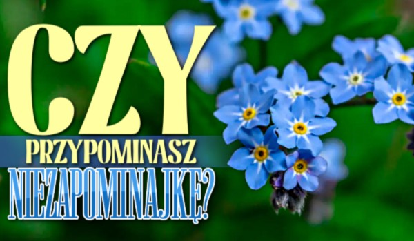 Czy przypominasz Niezapominajke?