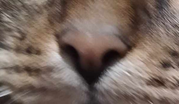 Bitwa zwierzaków #2