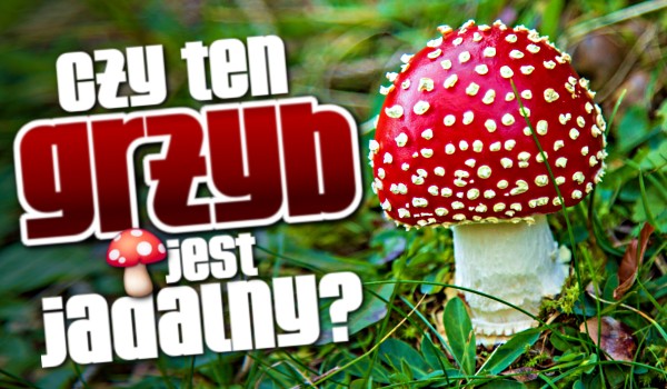 Czy ten grzyb jest trujący? – Test na czas!