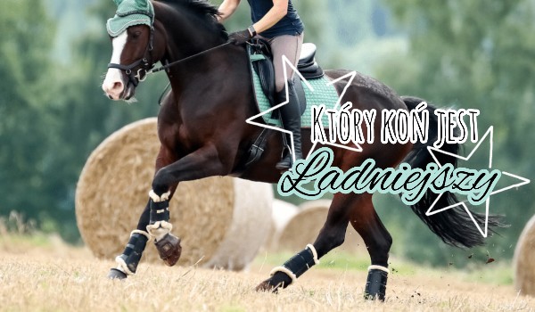 Który koń jest ładniejszy 2
