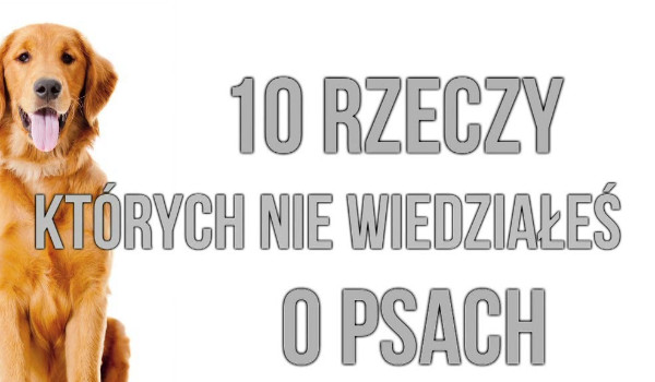 Myślisz, że wiesz wszystko o psach? Zobacz, czy znasz te fakty!
