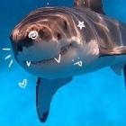 Shark_111