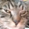 Luciaxio_nom