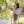 sanah_Twilight_love
