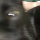 KotIzbickk
