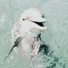 Aestethic_Dolphin