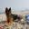 german.shepherd.and.shih