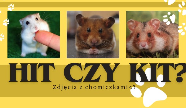 Hit czy Kit? Zdjęcia z chomikami!