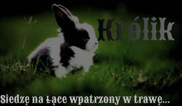 Królik/4