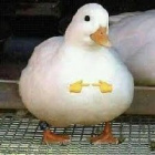 DuckPL