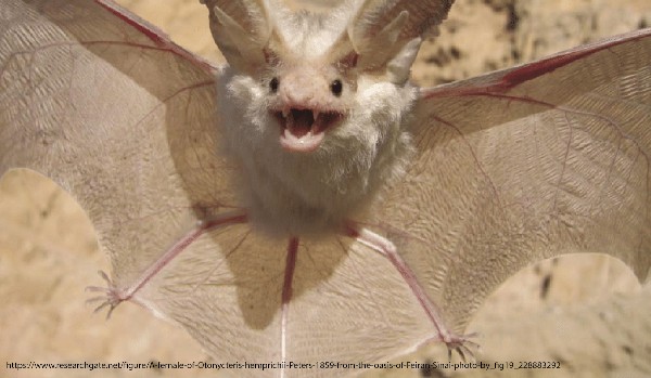 Jakim gatunkiem nietoperza jesteś dzisiaj?