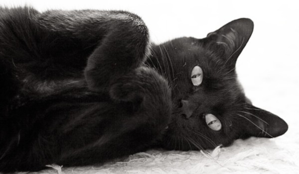 ,, Wojownicy ” Rozdział 3,, Księżycowy Głaz”