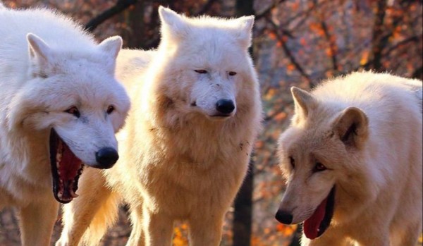 Q&A • odpowiedzi | part 2