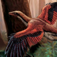 Archaeopteryx