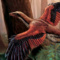Archaeopteryx