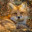 Red_Fox
