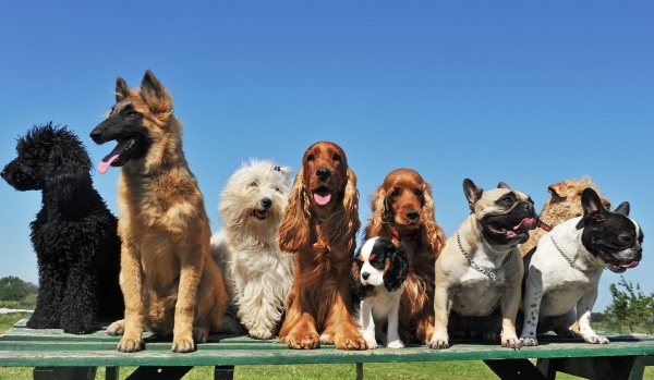 To głosowanie na temat psów