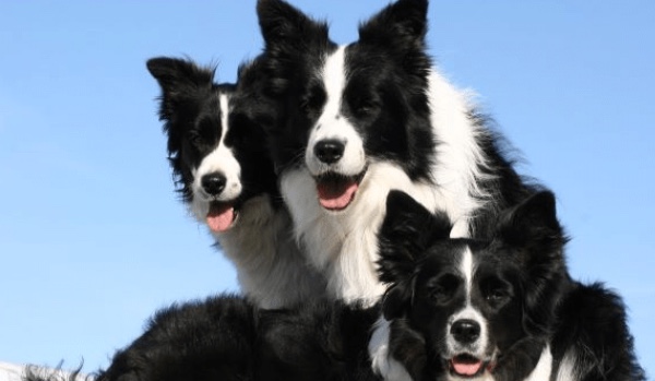 Jaka rasa psa jest do ciebie podobna